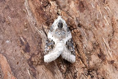 794 Svartfläckigt glansfly - Pseudeustrotia candidula