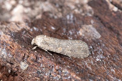 795 Smalvingat lövfly - Spodoptera exigua