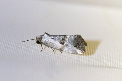 797 Mindre glansfly - Elaphria venustula