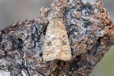 798 Brungult lövfly - Caradrina morpheus