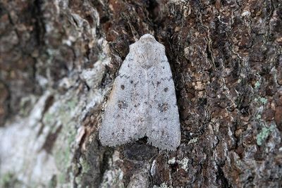 799 Ljusgrått lövfly - Caradrina montana