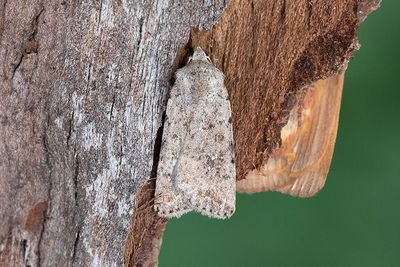 801 Vitpunktslövfly - Caradrina clavipalpis