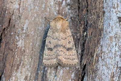 802 Gulbrunt lövfly - Hoplodrina octogenaria