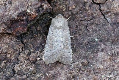 804 Ljusringat lövfly - Hoplodrina ambigua