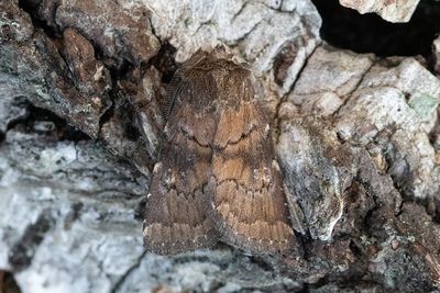 806 Mörkbrunt skuggfly - Rusina ferruginea