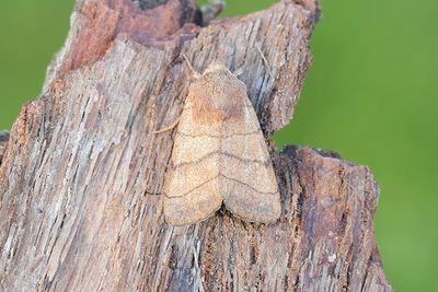 807 Streckfly - Charanyca trigrammica