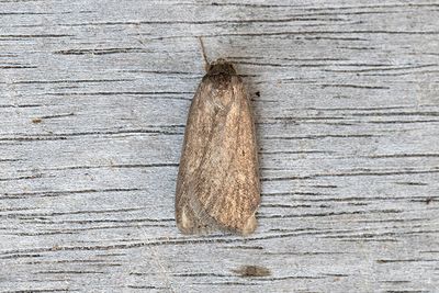 810 Strandvialsfly - Athetis lepigone
