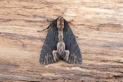 811 Pilörtsfly - Dypterygia scabriuscula