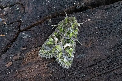 812 Mållfly - Trachea atriplicis
