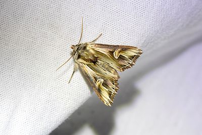 815 Tandat johannesörtsfly - Actinotia polyodon