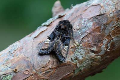 817 Lyktbärare - Euplexia lucipara