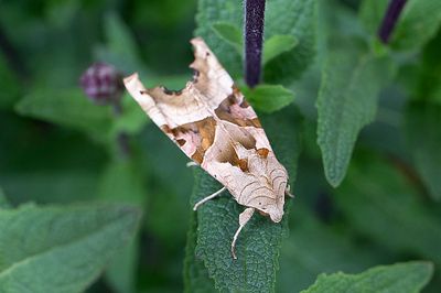 818 Tandfly - Phlogophora meticulosa