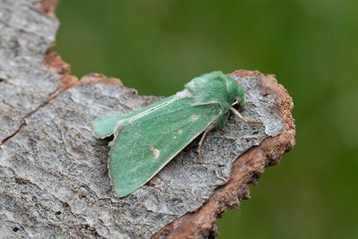 819 Grönt hedmarksfly - Calamia tridens