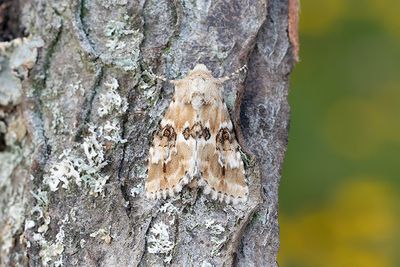 824 Ockragult ängsfly - Eremobia ochroleuca