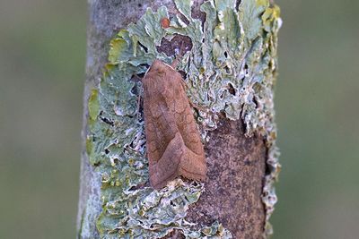 825 Potatisstamfly - Hydraecia micacea