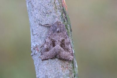 828 Pestrotsfly - Hydraecia petasitis