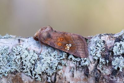 829 Ängsstamfly s.l. - Amphipoea cf fucosa