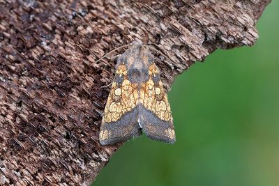 833 Kardborrfly - Gortyna flavago