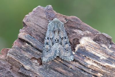 834 Gräsrotsfly - Luperina testacea