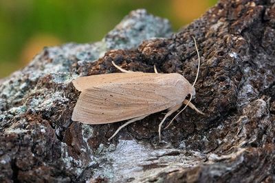 836 Dyfly - Rhizedra lutosa