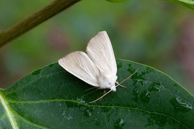 844 Vasstråfly - Arenostola phragmitidis