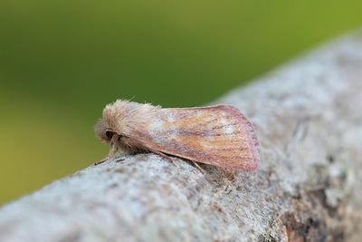 847 Mindre stråfly - Denticucullus pygmina