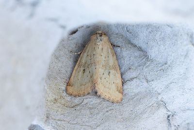 851 Tuvängsfly - Photedes minima