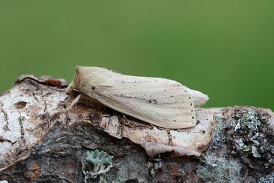 853 Igelknoppsfly - Globia sparganii