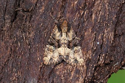 856 Buskängsfly - Apamea remissa