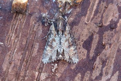 858 Sommarängsfly - Apamea crenata