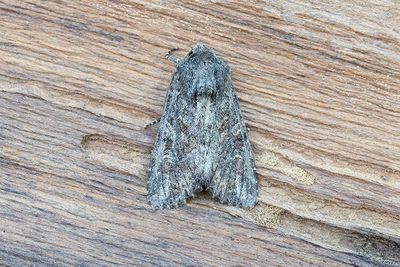 859 Sandängsfly - Apamea anceps