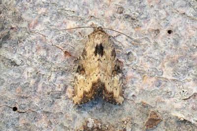 863 Gulhalsat ängsfly - Apamea scolopacina