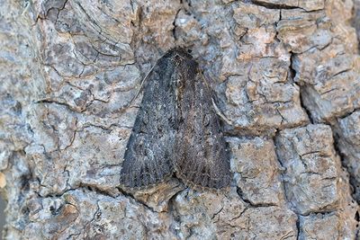 864 Jordgrått ängsfly - Apamea oblonga