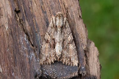 865 Större ängsfly - Apamea monoglypha