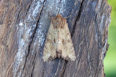 867 Träbrunt ängsfly - Apamea sublustris