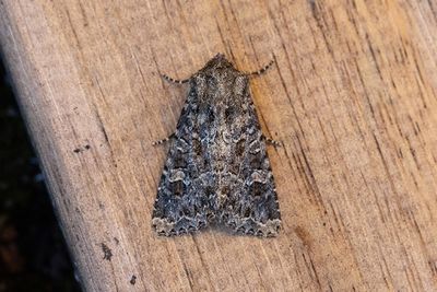 868 Tåtelängsfly - Apamea furva