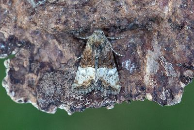881 Tvåfärgat ängsfly- Mesoligia furuncula
