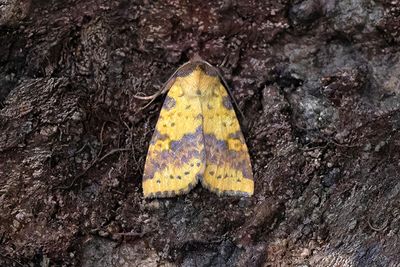 885 Violettbandat gulvingsfly - Xanthia togata