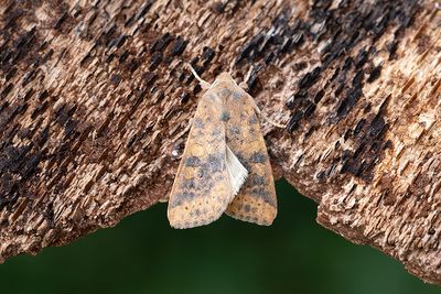 887 Ockragult gulvingsfly - Cirrhia gilvago