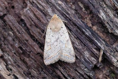 895 Läderbackfly - Agrochola macilenta