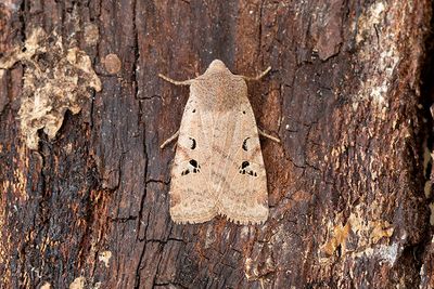 898 Svartprickigt plattfly - Conistra rubiginosa