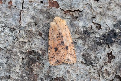 899 Rostgult plattfly - Conistra rubiginea