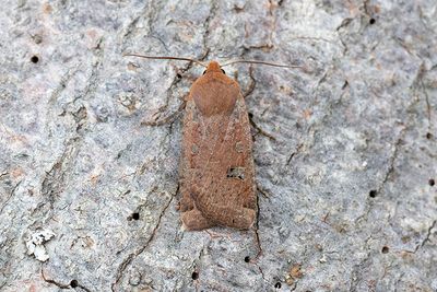 900 Gulhövdat plattfly - Conistra erythocephala