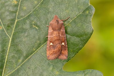 912 Treflckigt vgfly - Eupsilia transversa