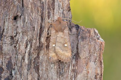 912 Trefläckigt vågfly - Eupsilia transversa