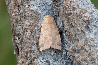 916 Vinkelfly - Enargia paleacea