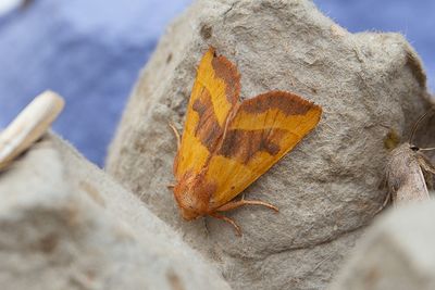 918A Tvärbandat gulvingsfly - Atethmia centrago
