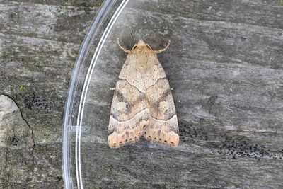 922 Ockragult rovfly - Cosmia trapezina