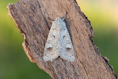 927 Grått höstfly - Ammoconia caecimacula