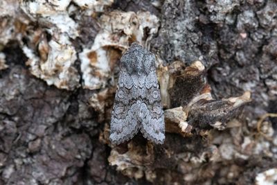 928 Kamsprötat puckelfly - Aporophyla lueneburgensis